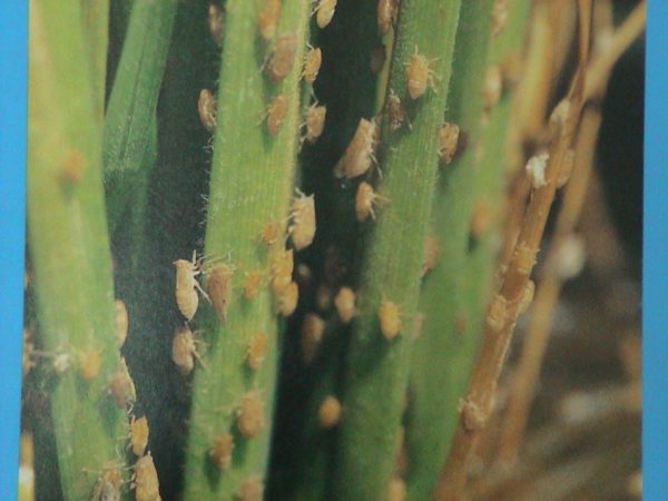 โรคใบหงิก (โรคจู๋) (Rice Ragged Stunt Disease) – KUBOTA (Agri) Solutions