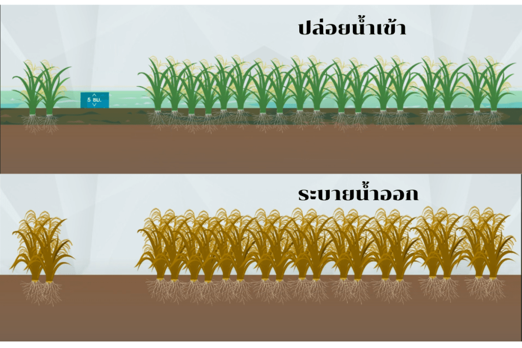 การทำนาเปียกสลับแห้ง