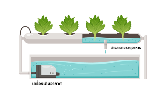 ระบบปลูกผักไฮโดรโปนิกส์ แบบน้ำขึ้นน้ำลง