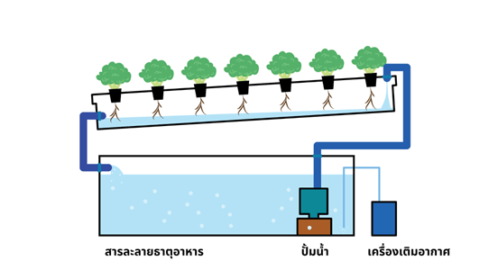 ระบบปลูกผักไฮโดรโปนิกส์ แบบน้ำตื้น