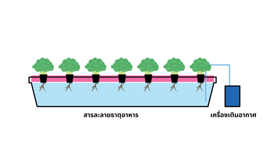 ระบบปลูกผักไฮโดรโปนิกส์ แบบน้ำลึก