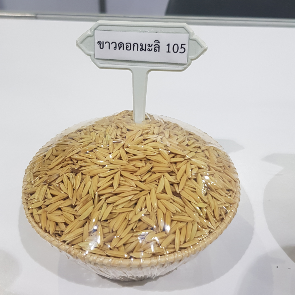 พันธุ์ข้าวขาวดอกมะลิ 105